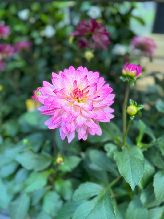 Dahlia | Sincerity - Medium Patio Container