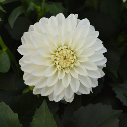 Dahlia | Venti - 1 Gallon