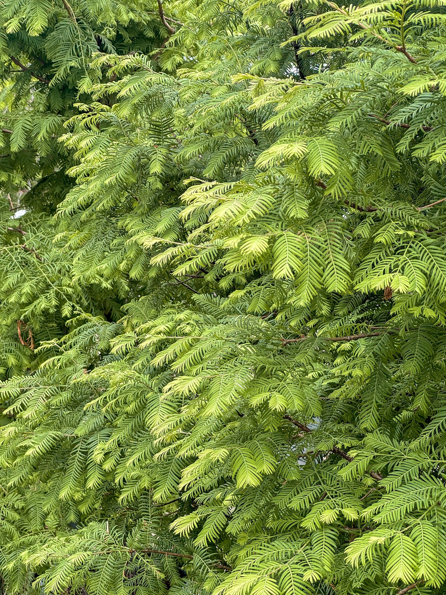 Metasequoia | Dawn Redwood - 7 Gallon