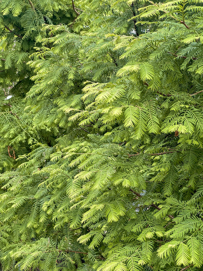 Metasequoia | Dawn Redwood - 7 Gallon