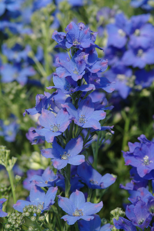 Delphinium Pollinator Favorites | Diamonds Blue - 1 Gallon