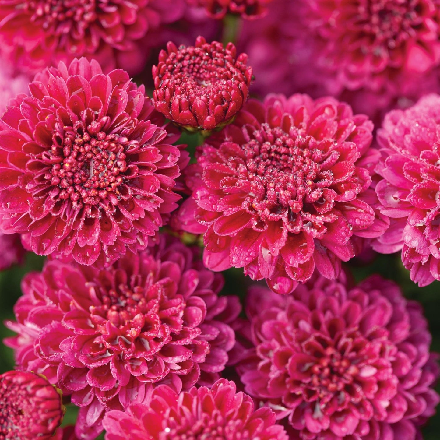 Hardy Igloo Mum | Cool - 1 Gallon