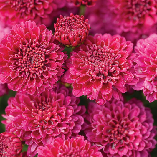 Hardy Igloo Mum | Cool - 1 Gallon