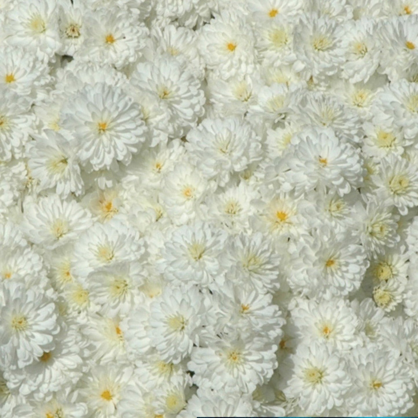 Hardy Igloo Mum | Frosty - 1 Gallon
