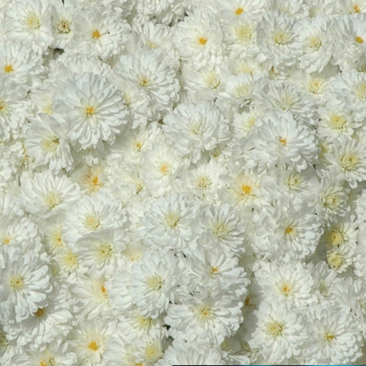Hardy Igloo Mum | Frosty - 1 Gallon