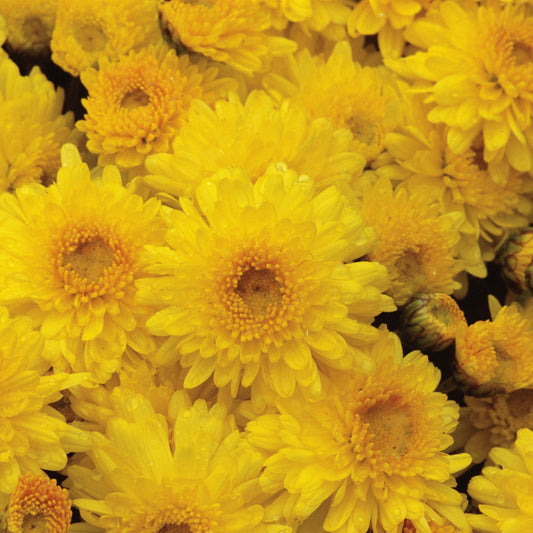 Hardy Igloo Mum | Sunny - 1 Gallon