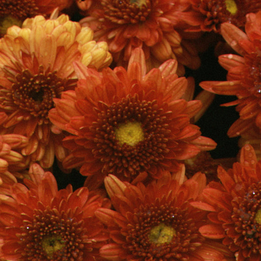 Dendranthema | Hardy Igloo Mum