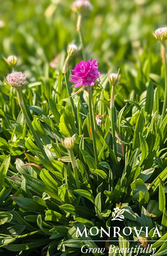 Armeria | Dreameria Sea Thrift | Vivid Dreams - 1 Quart