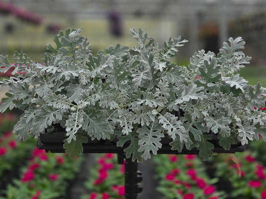 Dusty Miller | Silverdust - 4 Pack