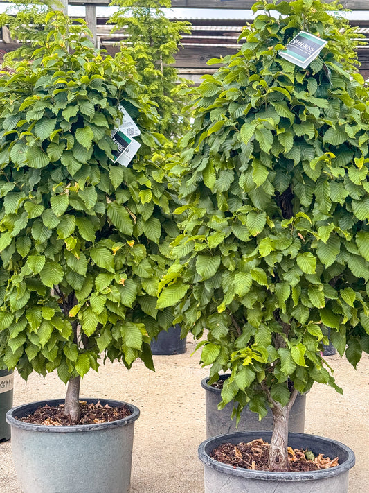 Carpinus | Hornbeam Dwarf Columnar Hornbeam - 6-Gallon