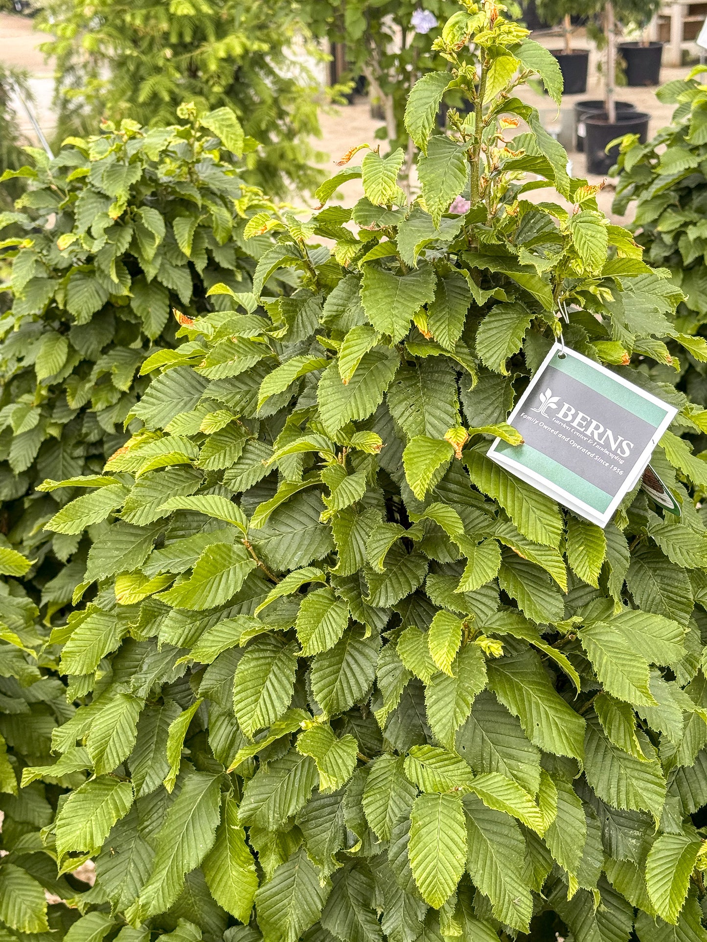 Carpinus | Hornbeam Dwarf Columnar Hornbeam - 6-Gallon