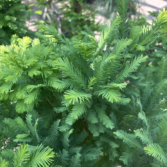 Taxodium | Lindsey's Skyward Bald Cypress - 15 Gallon