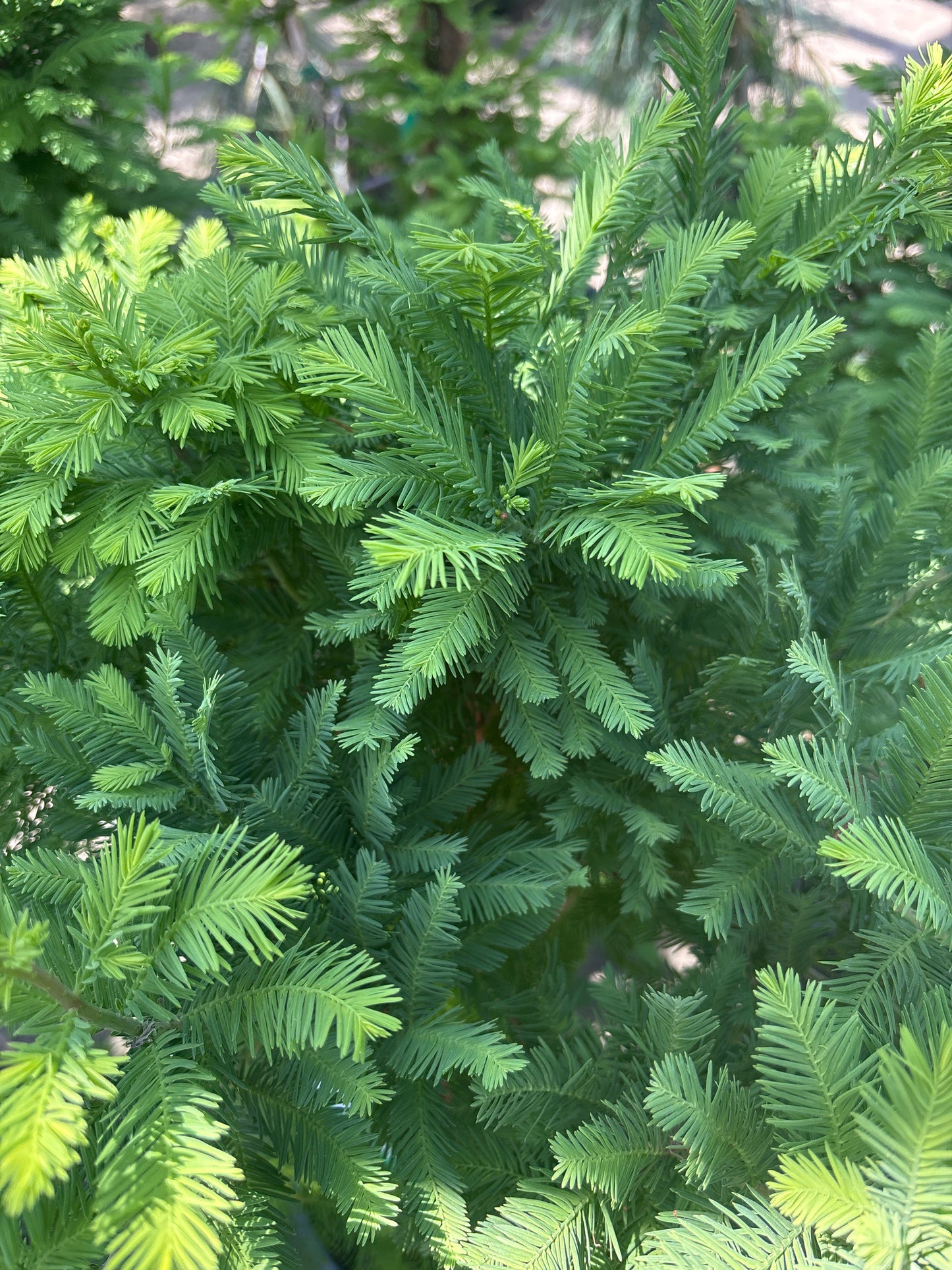 Taxodium | Peve Minaret Bald Cypress - 3 Gallon