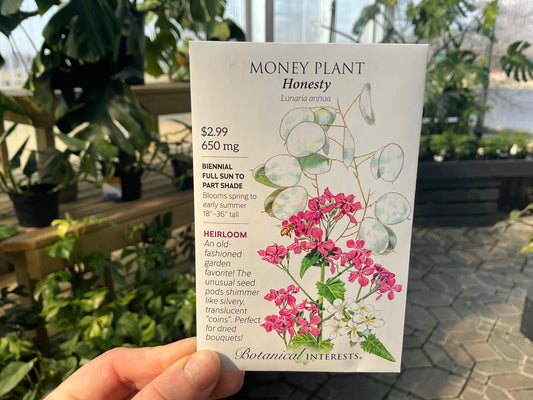 Lunaria | Money Plant Seed