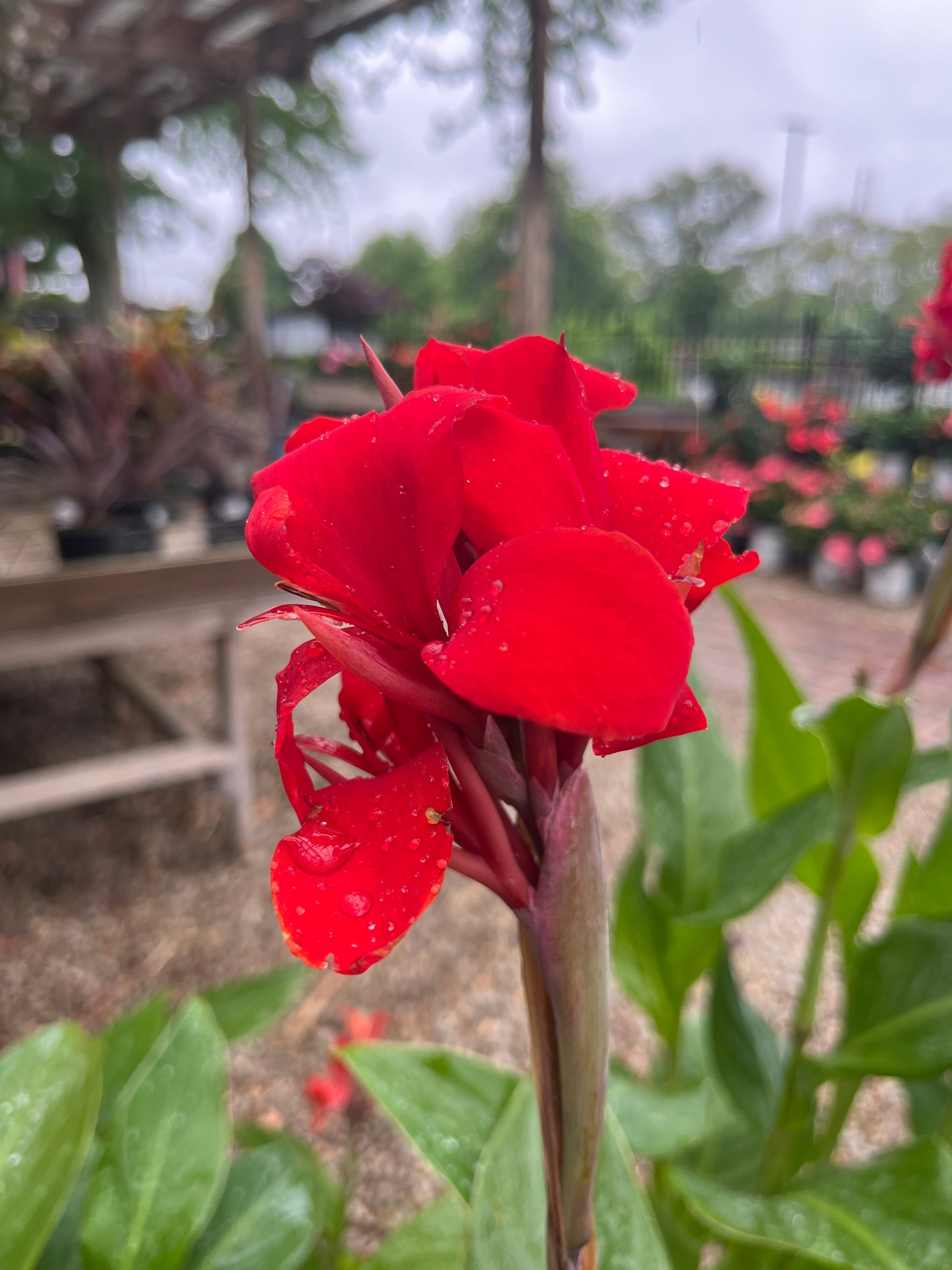 Hardy Canna | Kreta - 2 Gallon