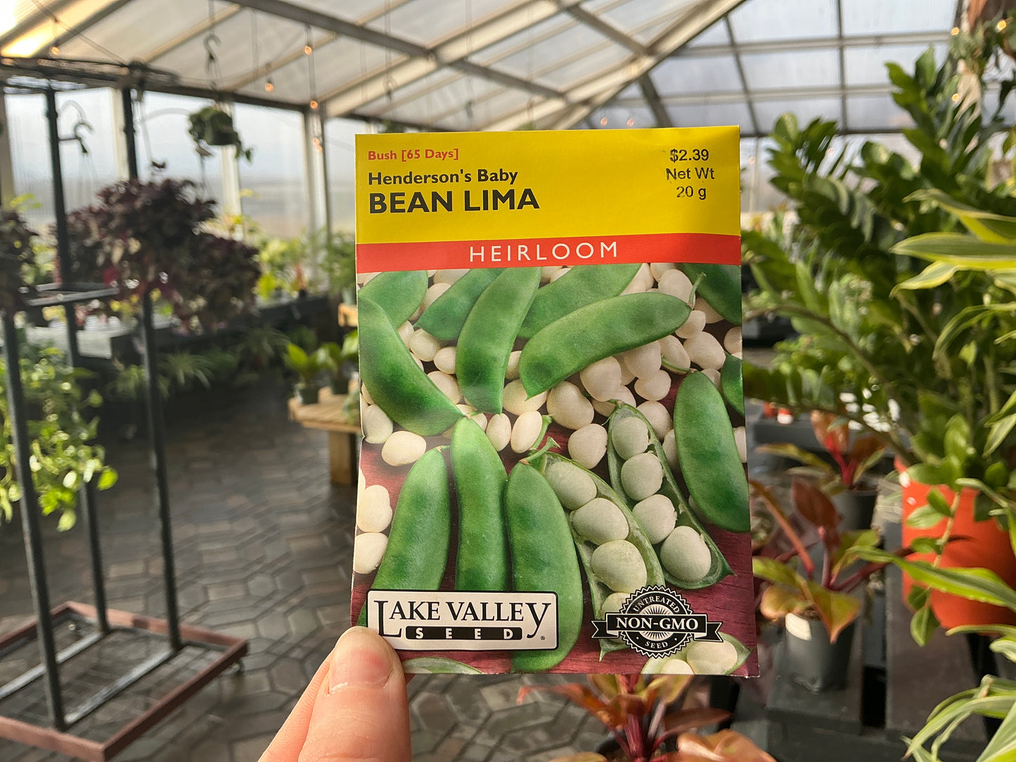 Phaseolus | Bush - Lima - Bean Seed