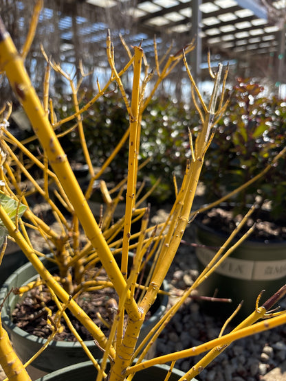 Cornus | Creme de Mint Dogwood