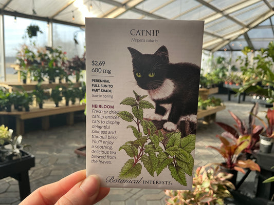 Nepeta | Catnip Seed