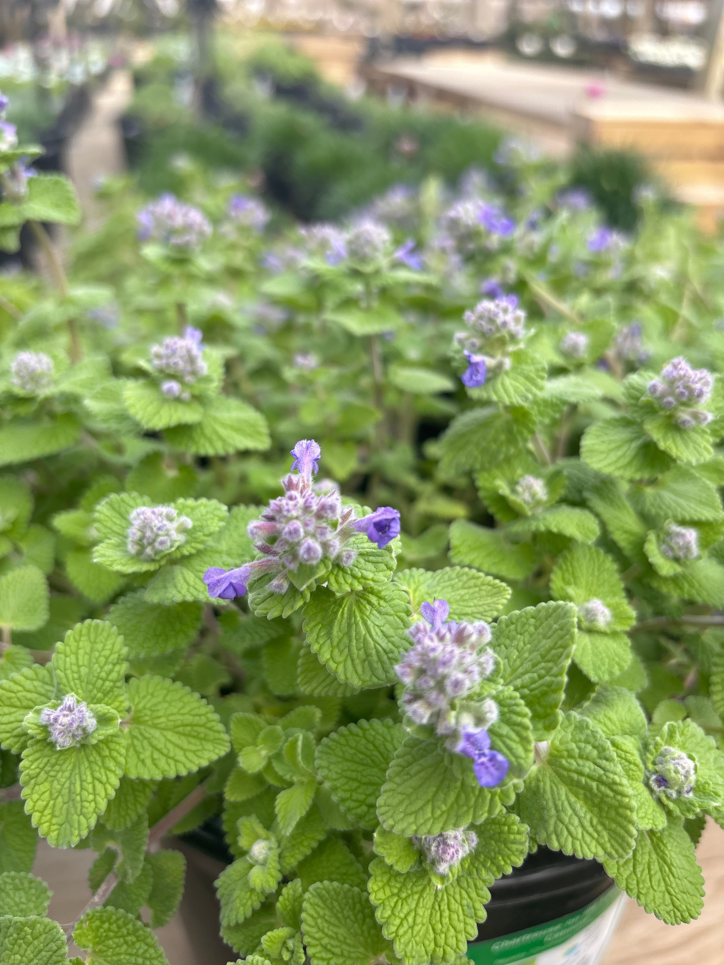 Nepeta Chartreuse on the Loose Catmint