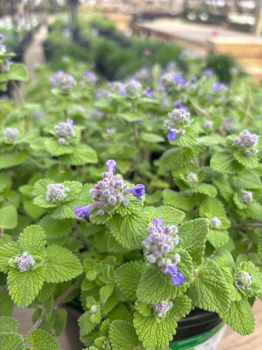 Nepeta | Chartreuse on the Loose Catmint - 1 Quart