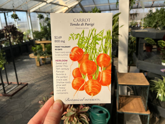 Daucus | Carrot Seed