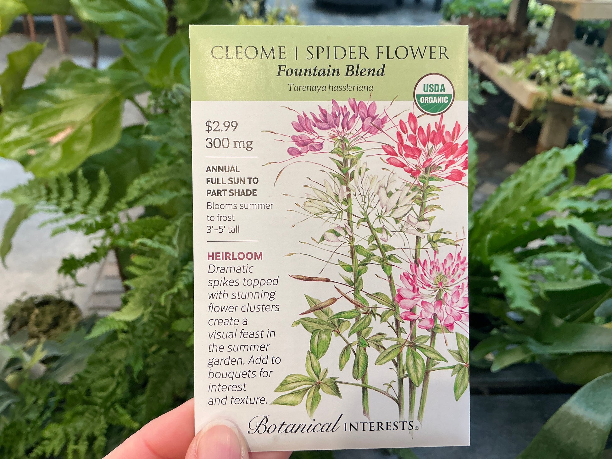 cleome spider flower seeds Tarenaya | Spider Flower - Cleome Organic Seed