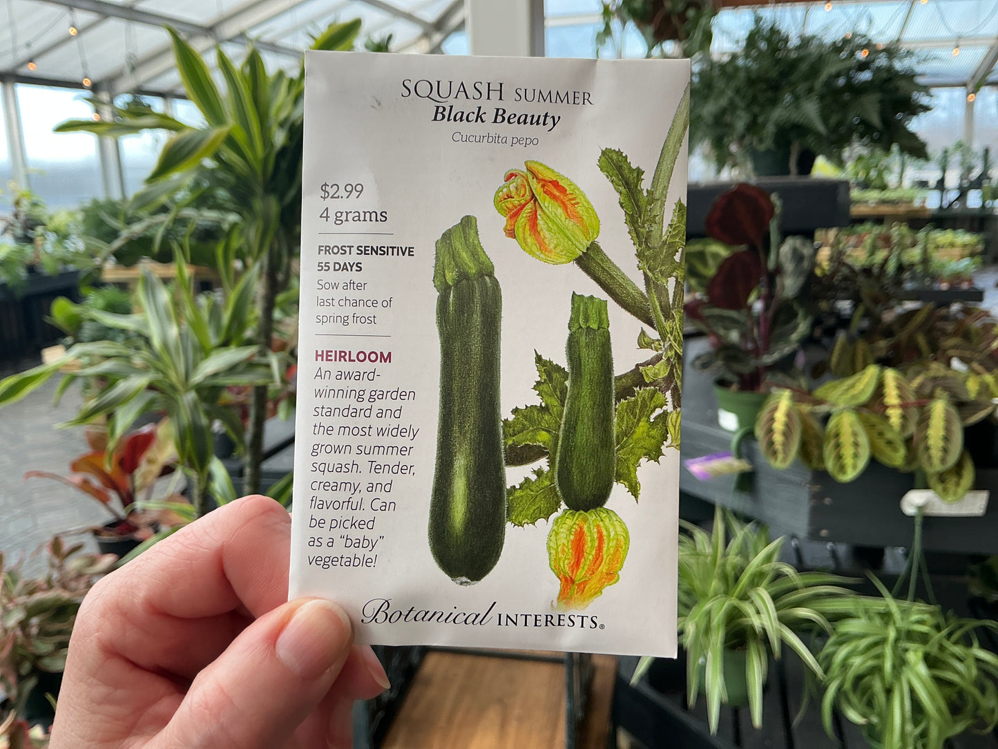 Cucurbita | Summer - Squash Seed