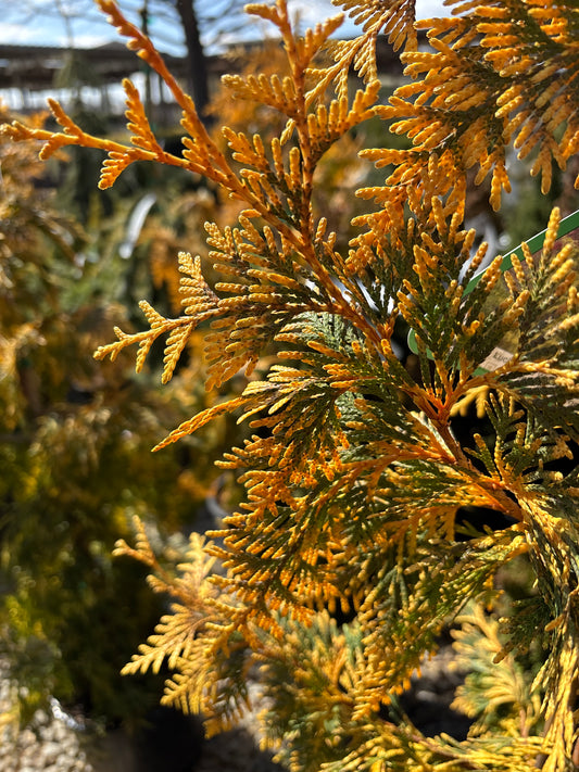 Thuja | Lucky Find Arborvitae