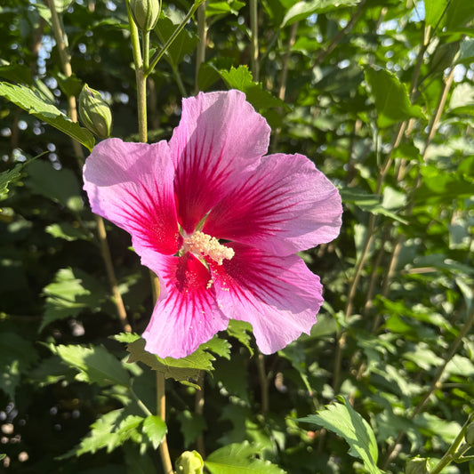 Hibiscus | Purple Pillar Rose of Sharon - 3 Gallon
