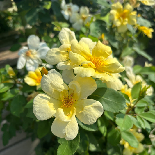 Rosa | Knock Out Rose | Sunny Knock Out - 3 Gallon