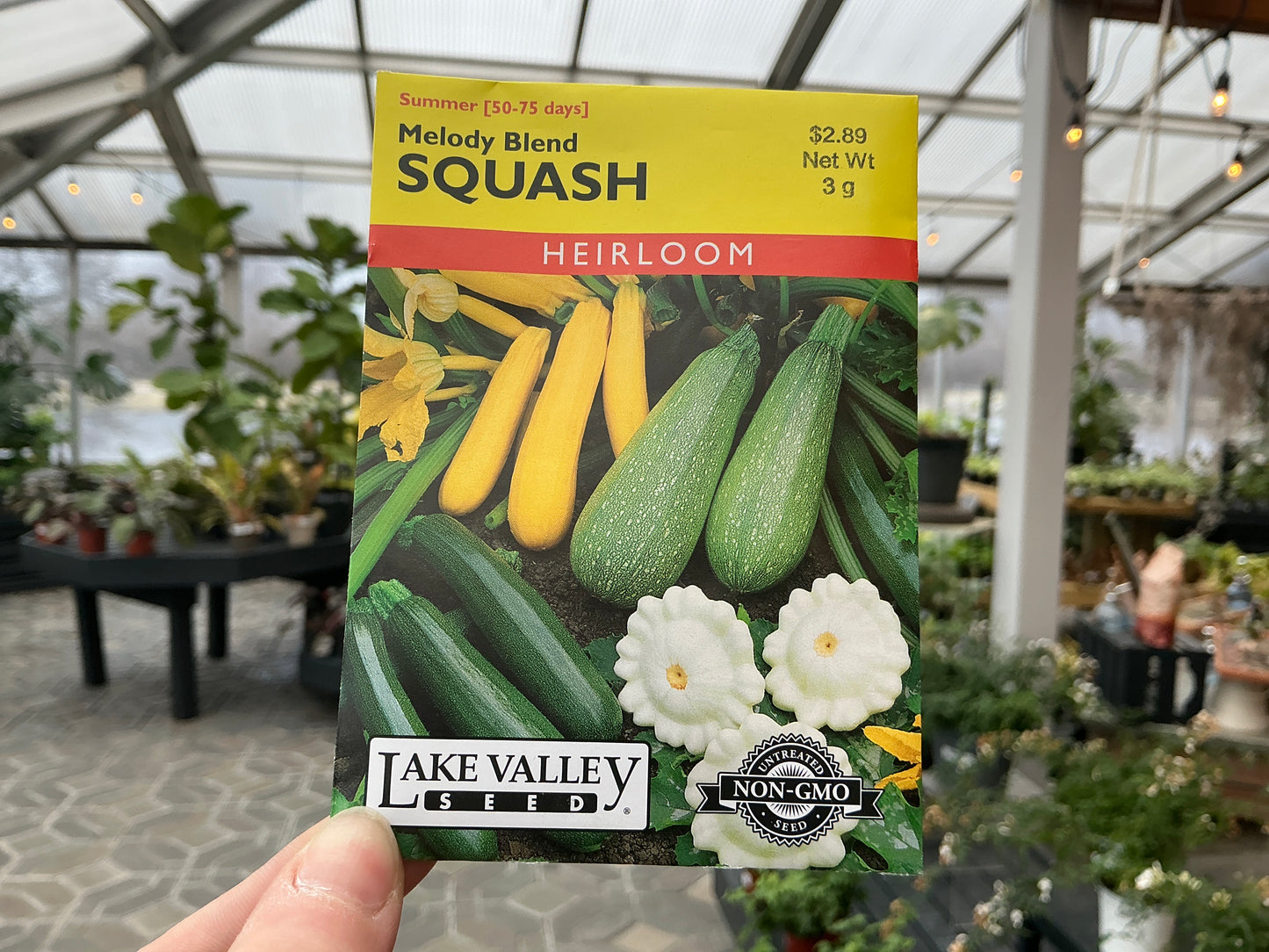 Cucurbita | Summer - Squash Seed