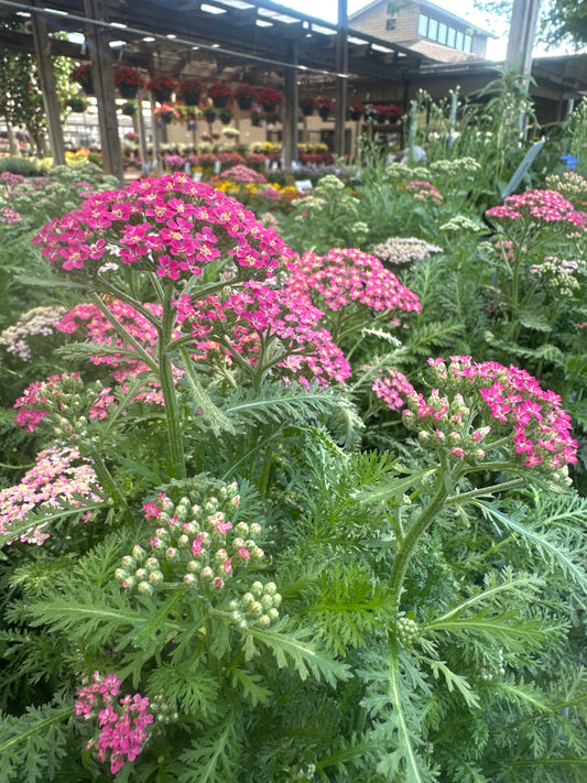 Achillea | Seduction Yarrow | Saucy - 1 Gallon