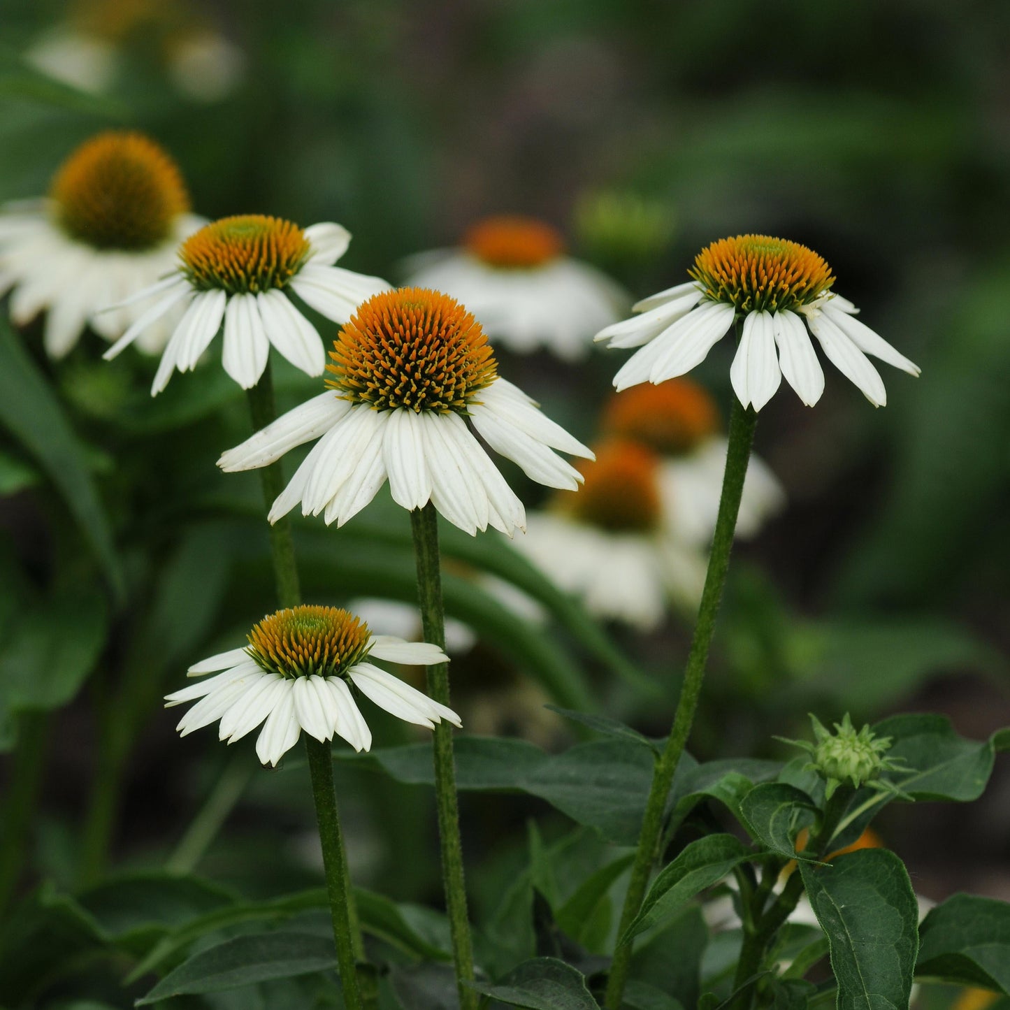 Echinacea Pollinator Favorites | PowWow - 1 Gallon