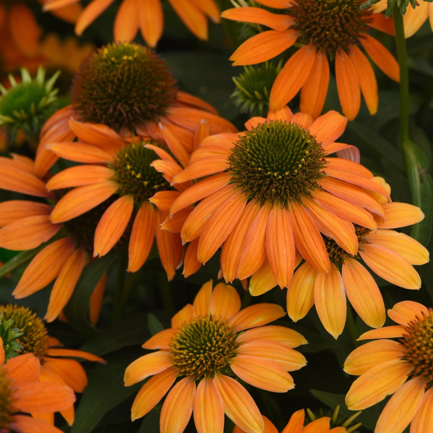 Echinacea | Artisan Soft Orange - 1 Quart