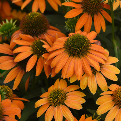 Echinacea | Artisan Soft Orange - 1 Quart