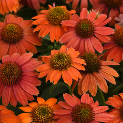 Echinacea Pollinator Favorites | Artisan - 1 Gallon