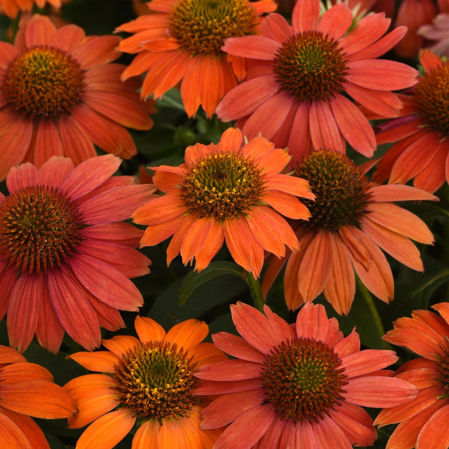 Echinacea | Artisan Red Ombre - 1 Quart