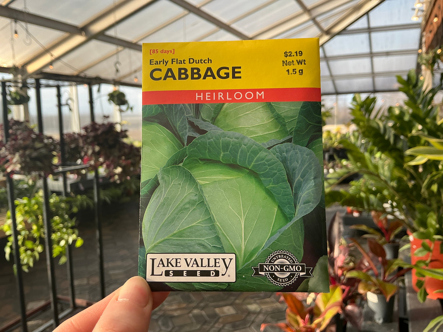 Brassica | Cabbage Seed