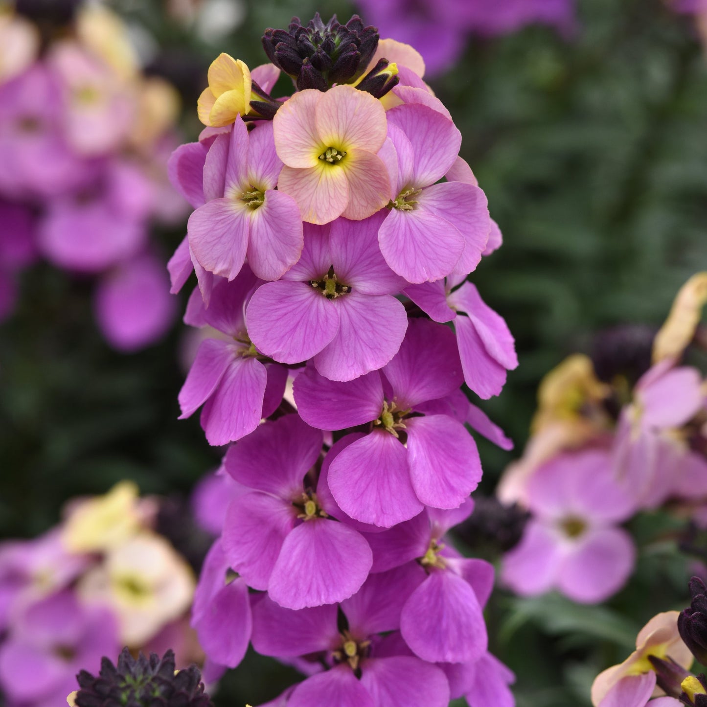 Erysimum | Brightside - 1 Quart