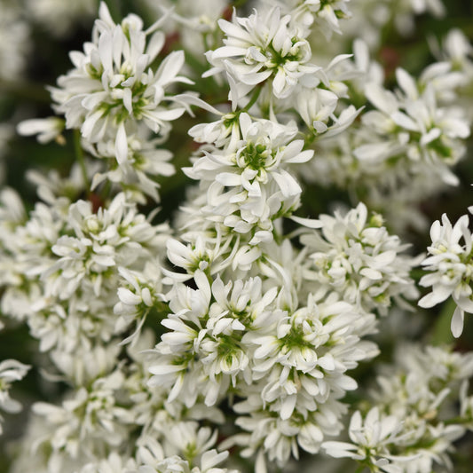 Euphorbia | Flurry - 1 Quart