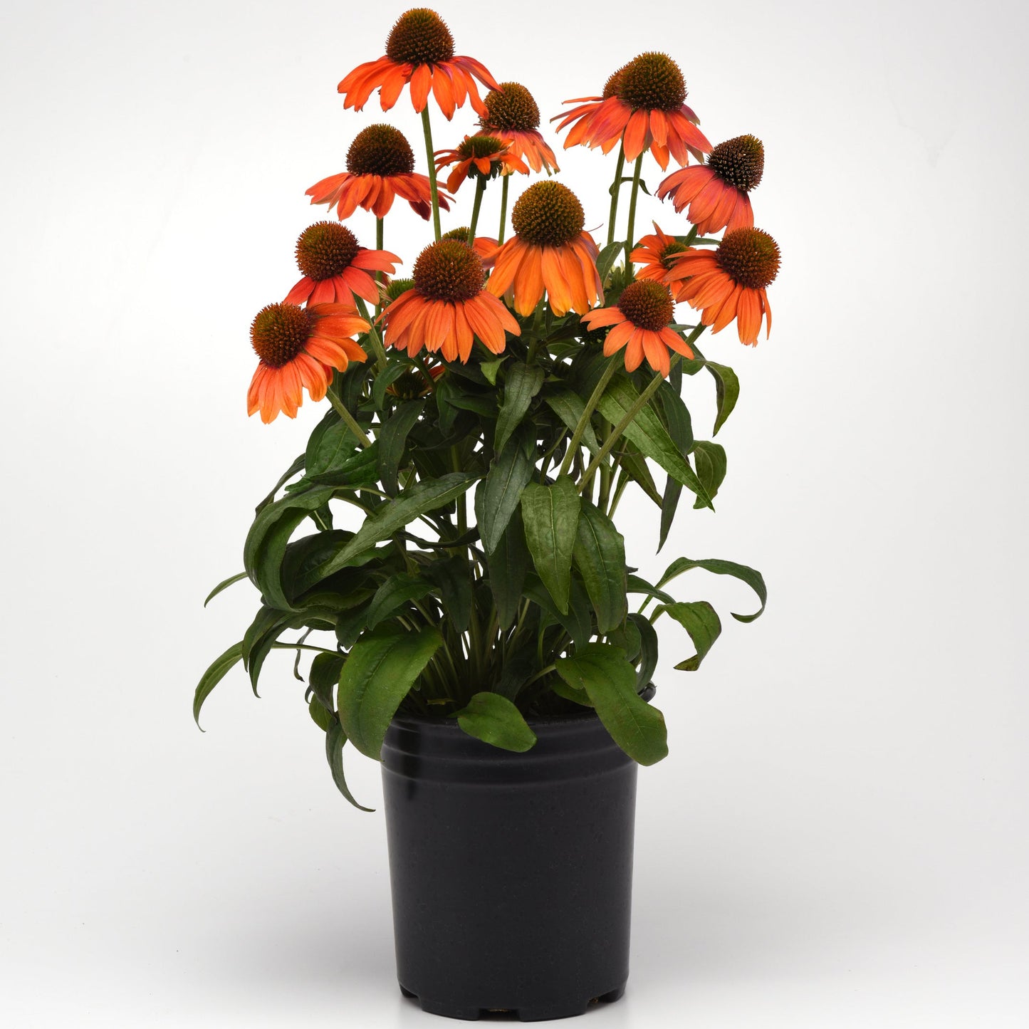 Echinacea | Artisan Soft Orange - 1 Quart