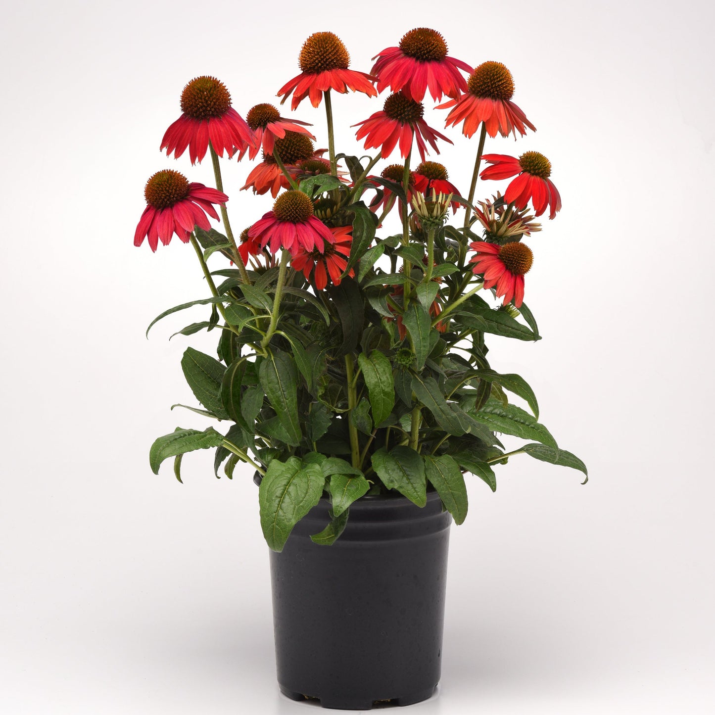 Echinacea | Artisan Red Ombre - 1 Quart
