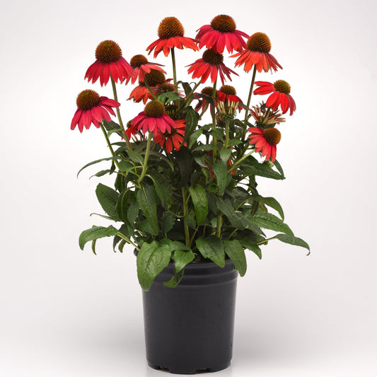 Echinacea Pollinator Favorites | Artisan - 1 Gallon