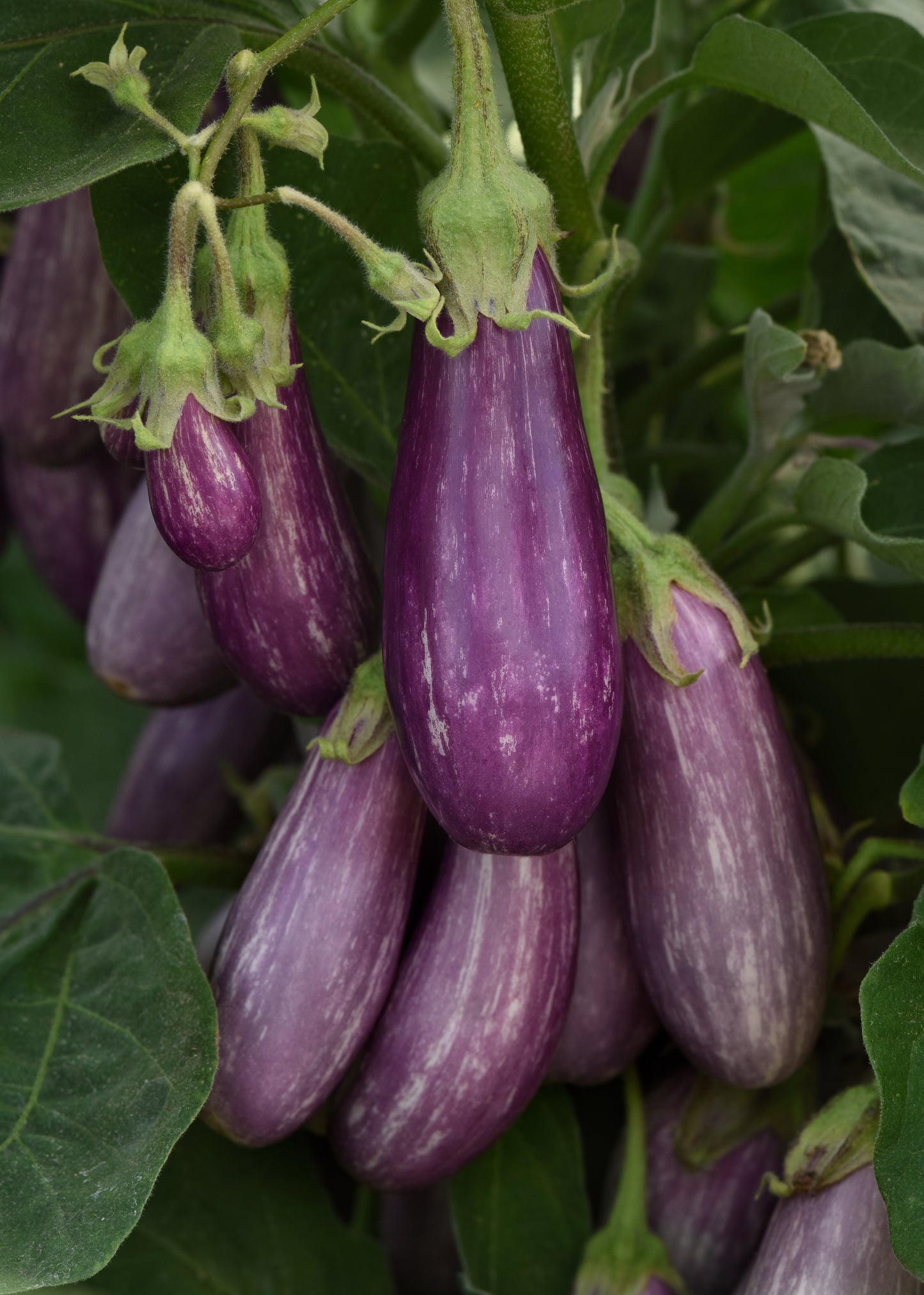 Eggplant | Fairytail - 1 Pint