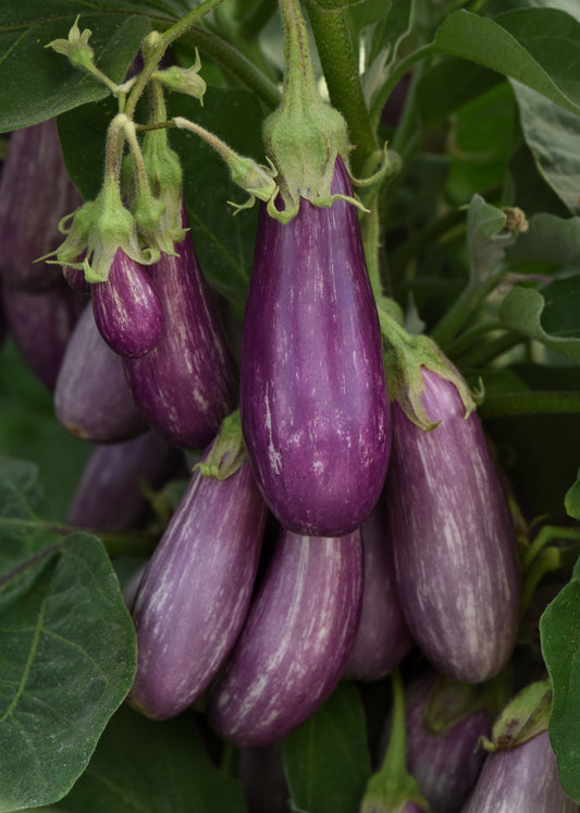 Eggplant | Fairytail - 1 Pint
