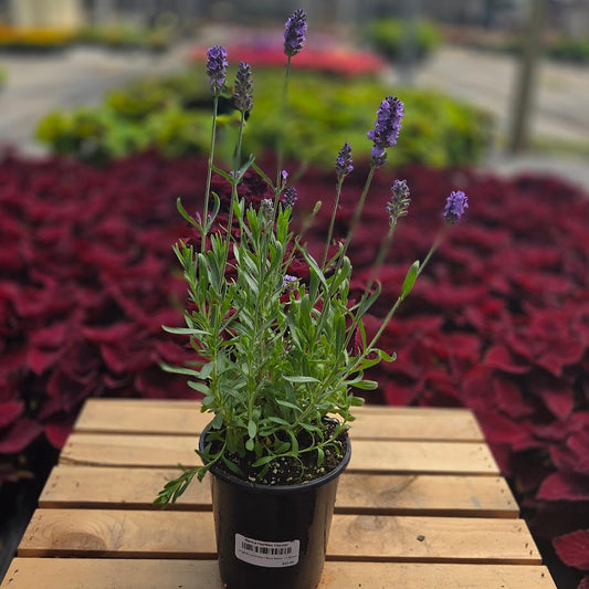 English Lavender | Blue Spear - 1 Quart