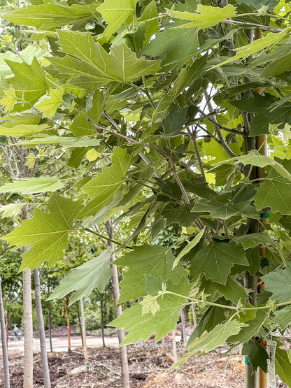 Platanus | Exclamation! London Planetree - 15 Gallon