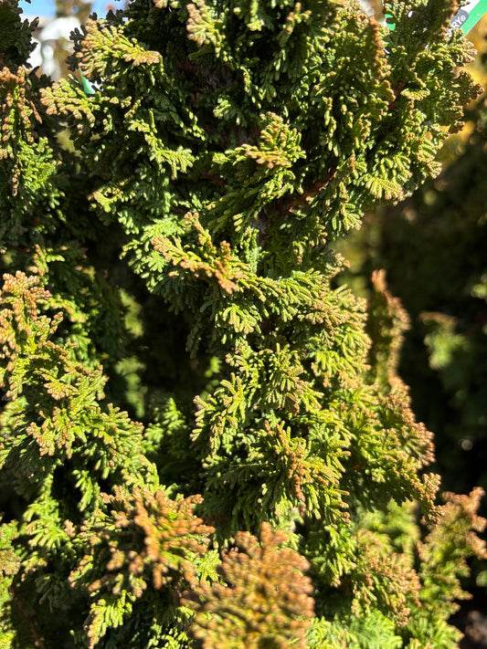 Thuja | Primo Arborvitae