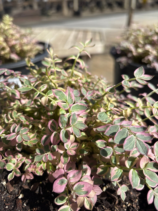 Polemonium | Stairway To Heaven Jacob's Ladder