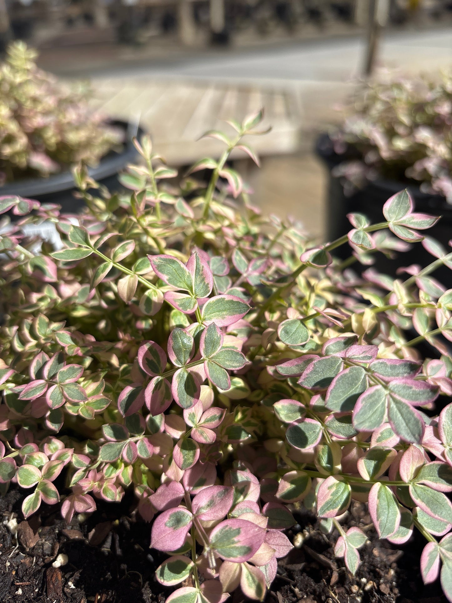 Polemonium | Stairway To Heaven Jacob's Ladder - 1 Gallon